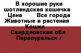 В хорошие руки шотландская кошечка › Цена ­ 7 - Все города Животные и растения » Кошки   . Свердловская обл.,Первоуральск г.